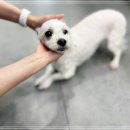 에디슨동물병원 네이버블로그