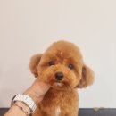 왈왈미용실 이미지