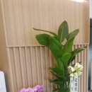 광명역새빛내과의원 네이버블로그