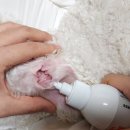 (주)리스펫 이미지