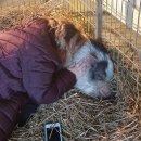 찰스돼지