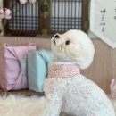 털로덮인친구들 수원매교점 이미지