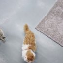 안녕,고양이 | 경산 아이와 실내가볼만한곳 - 안녕고양이(솔직후기)