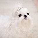 우아한강아지 이미지