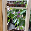 송산곤드레밥상 이미지