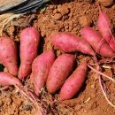 베니실제 이미지