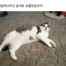 내일 먹으려고 숨겨둔 초코칩쿠키 이미지