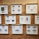 영암곤충박물관 이미지