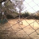 화성사슴농장 이미지