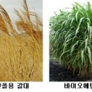 국립식량과학원 바이오에너지작물센터