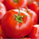 토마토 이미지