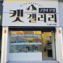 대구고양이분양캣갤러리