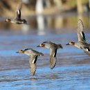 오리 날다 이미지