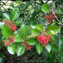 늘 푸른 나무 이미지