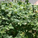 홉 호프 이미지