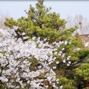 동산로 이미지