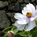 정자목 느티나무가 반겨주는 섬진강 상류 진뫼마을 이미지