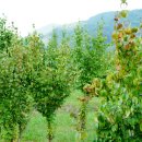 솔소리농장 이미지