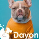 주식회사 데이원 이미지