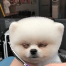 멍멍이 미용실 이미지