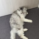 동물보육원 이미지