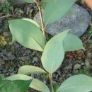 늘 푸른 나무 이미지