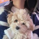 강쥐세상 이미지