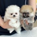 행복한강아지 이미지