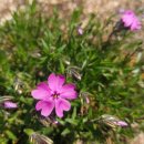 스피트메이트장호원점 이미지