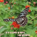 모란동백