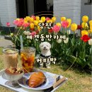 햇살농원 애견 | 당진 커피박 애견동반 튤립 포토존 당진 바치케 맛집 당진 가볼만한곳 실내애견동반카페