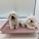 두리그루밍 이미지