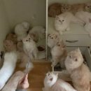 월세 밀린 오피스텔…남겨진 '각서'와 고양이 수십마리 이미지