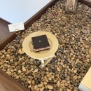 연리희재 | [파주 카페 추천] 개성주악 맛집, '연리희재' 본점 솔직 후기! (ft. 주차 정보, 메뉴 추천)