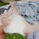 뽕스언니 이미지