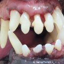 평촌동물병원 이미지