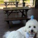 오해피댕