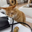 고양이카페 이미지