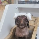 깐쵸네 애견서비스 이미지