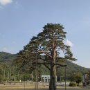 예보은 | 보은_속리산 법주사