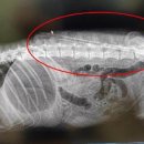 제주특별자치도 동물위생시험소 (동물보호센터) 동물병원 이미지