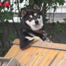 불당동물병원 이미지