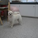 똥강아지애견샵 이미지