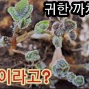 까치건강원