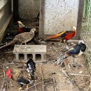 해녀민텔 이미지