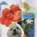 도기크루 이미지