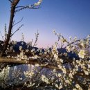 꽃피는봄이오면 이미지