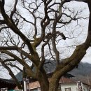 낙원산채한정식 이미지