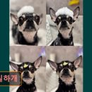 빵실하개 이미지