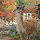 라마 이미지